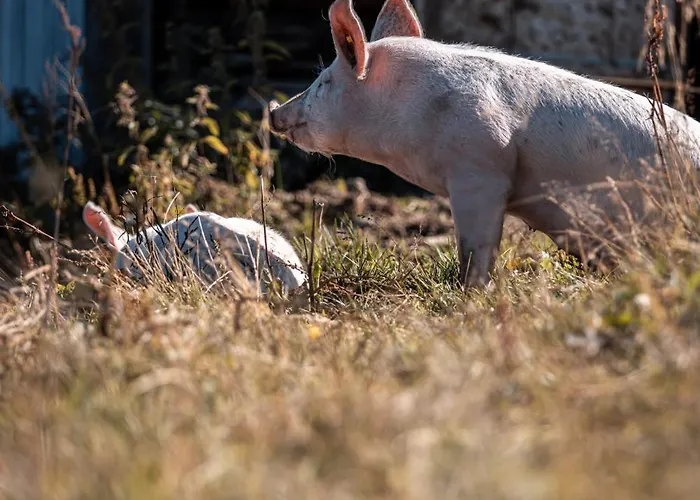 Haus Angela * Rohrberg