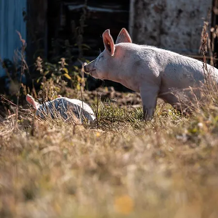 Haus Angela * Rohrberg